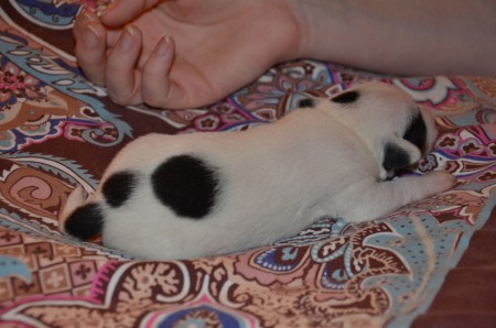 ...keine Konfetti-Parade ohne ENDYMION!